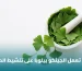 الجينكو بيلوبا Ginkgo biloba