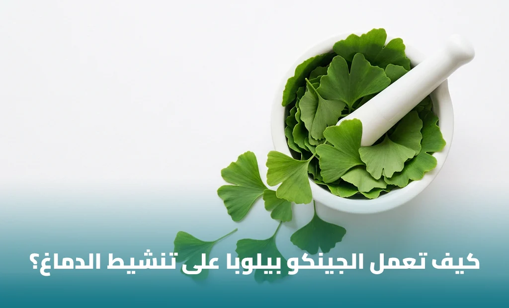 الجينكو بيلوبا Ginkgo biloba